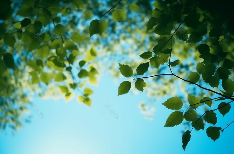 光照植物树叶摄影广告背景,高清,摄影图,摄影图片,图片大全,摄影图免费下载